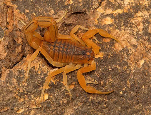 Dedetização de Escorpiões no Jardim Bela Vista