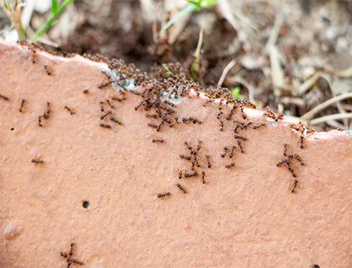 Dedetização de Formigas em Valinhos