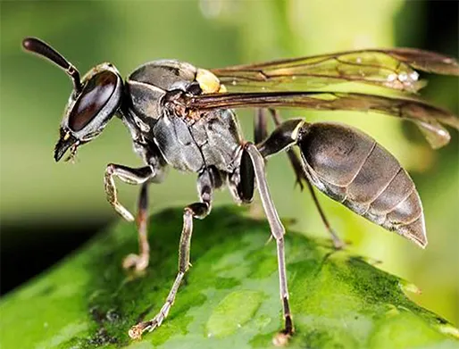 Dedetização de Marimbondos em Ribeirão Pires