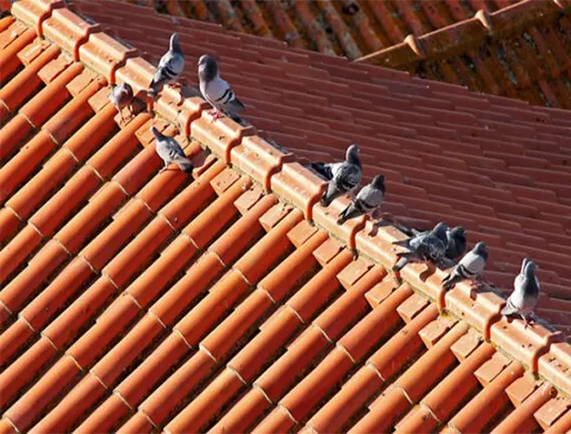 Dedetização de Pombos em Campinas